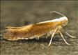 0422 (20.023) Argyresthia albistria